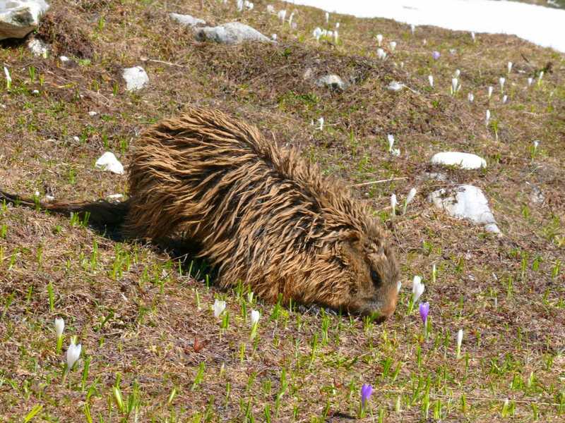 Boccoli d''oro -  Marmotte del Monte Baldo